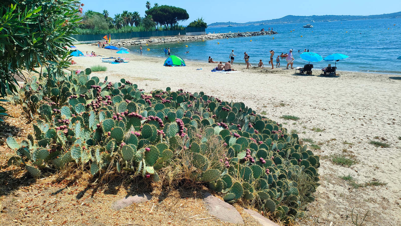 Strand von Saint-Tropez mit Kakteen